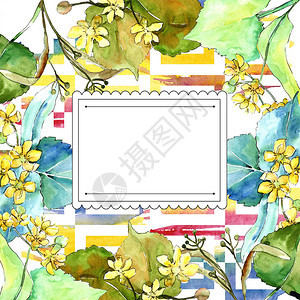 水彩椴树绿叶植物园花卉叶子框架边框装饰广场背景纹理包装图案框架或边图片