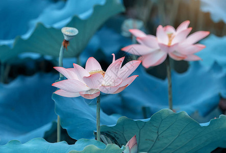 莲花和莲花植物图片