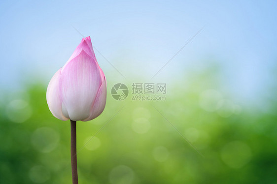 春天背景上的粉红色莲花图片
