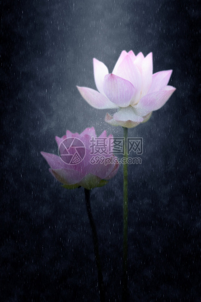 两朵盛开的莲花在雨中图片