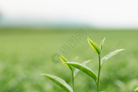 茶叶生长在茶园的中间新芽是软芽水是一种健康的食物和作为背景医疗保健概念图片