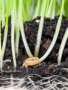 小麦在土壤中发芽的特写剖面图图片