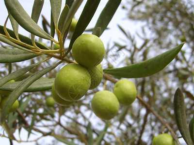 一束橄榄挂在树上图片