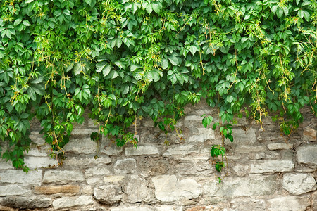 石墙和绿色植物图片