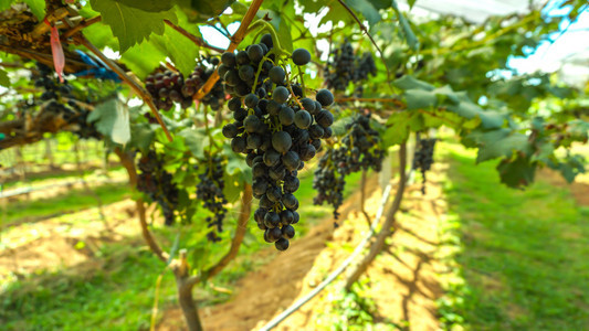 葡萄上的黑葡萄团在树上图片