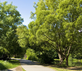 在莫斯科Izmaylovskiy公园录制的夏天风景道路图片