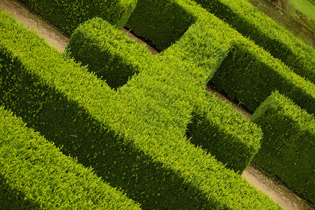 绿色树篱花坛的几何图案图片