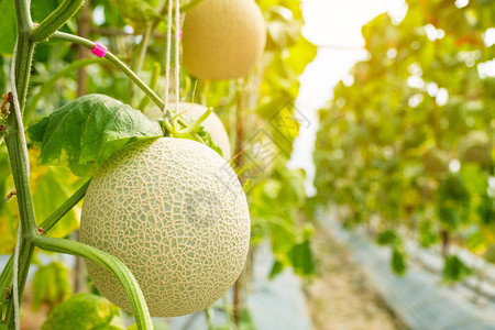 在温室农场种植的新鲜甜瓜或香瓜图片