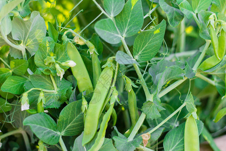 花园里豆荚里的青豌豆图片