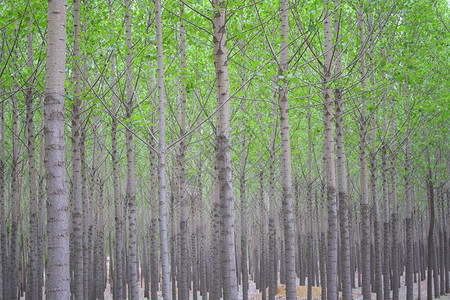 春天的杨树林背景图片