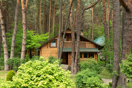 针叶林中舒适的木屋背景图片