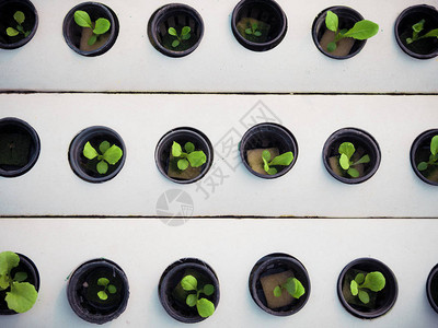 黑锅里的小植物水培农场的绿色植物农背景图片