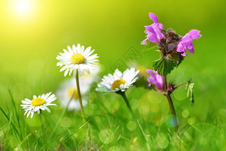 紫色的死角和草地上的花菊柔软图片
