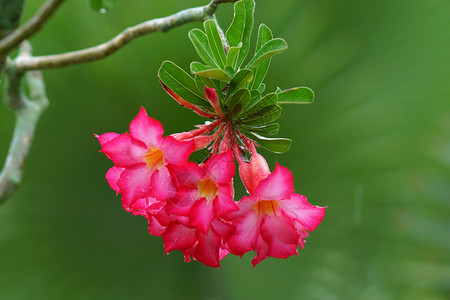 热带花卉粉色Adenium沙漠玫瑰图片