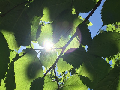 太阳的光芒穿过树叶在你图片