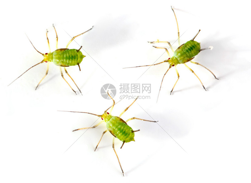 白色背景的绿虫花高清图片下载 正版图片 摄图网