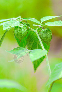 花园里种着灯笼植物图片