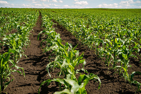 在田里种玉米的幼苗系列背景图片