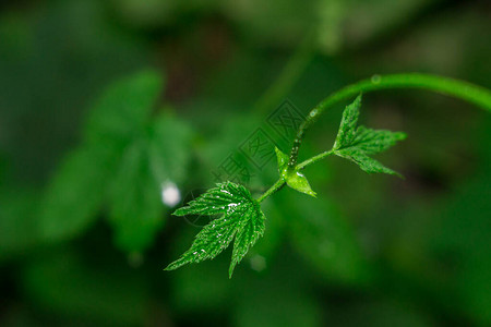 毒藤植物花园自然天泉水图片