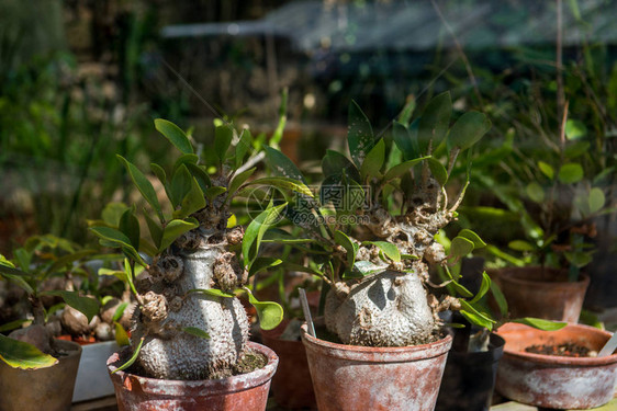 植物园植物的选择聚焦图片