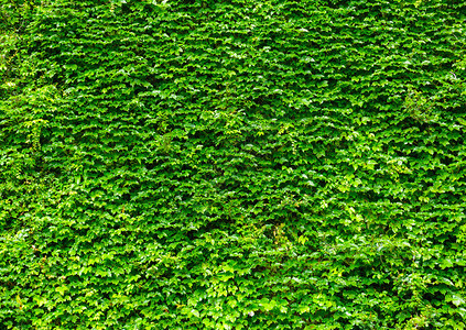 绿色常春藤叶墙图片