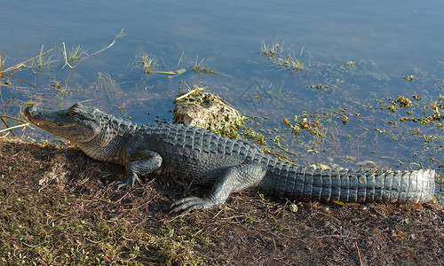 美国鳄鱼Aligator密西比山脉在佛罗里达长江山图片