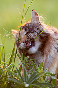 缅因猫早上吃草图片