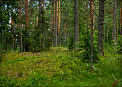 俄罗斯塞里格湖夏季绿松林位于俄罗背景图片