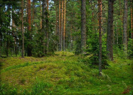 俄罗斯塞里格湖夏季绿松林位于俄罗图片
