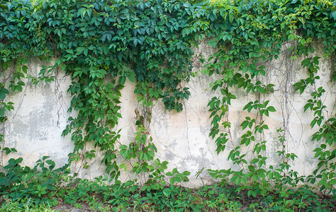 绿色常春藤覆盖墙壁图片
