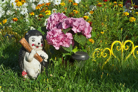 盛开的绣球花园人物刺猬对花图片