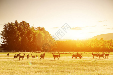 夏天阳光明媚的日子里山丘附近有动物生长图片