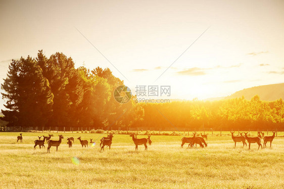 夏天阳光明媚的日子里山丘附近有动物生长图片