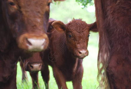 棕色小牛小牛肉动物农场牛肉牲畜年背景图片