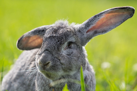 草地上的灰兔图片