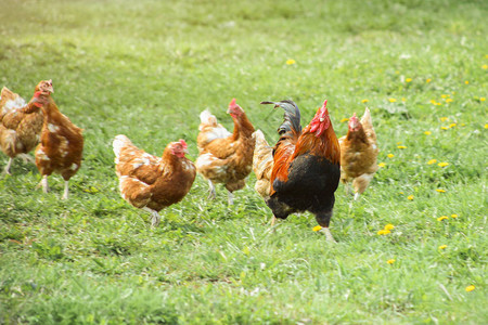 奔跑跨越的商务男士,鸡追着公鸡跑领导的概念背景