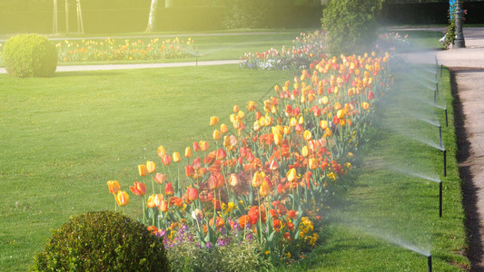 智能花园自动喷灌系统清晨在绿色公园工作浇灌草坪和五颜六色的花朵郁金香水仙和其图片