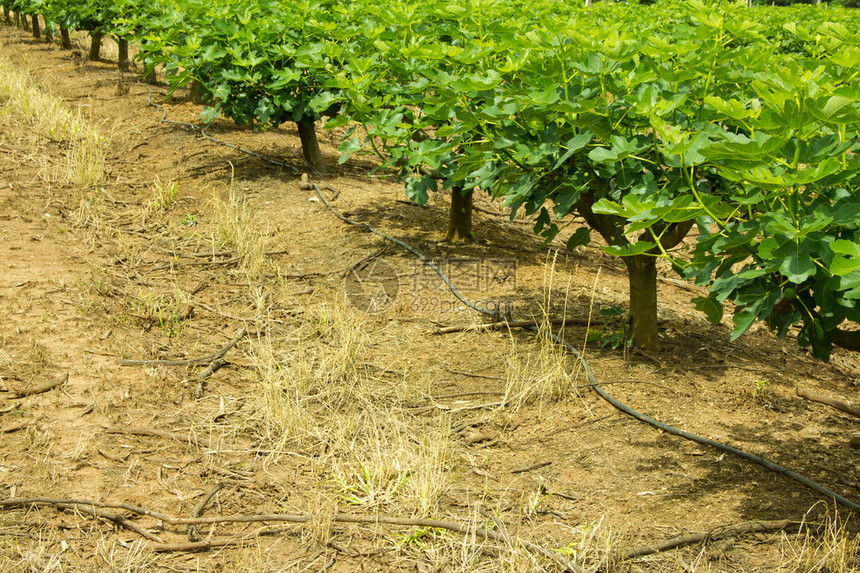 用灌溉软管种植无花果树图片