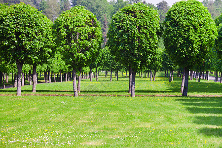一排树图片_一排树图片大全_一排树背景图片
