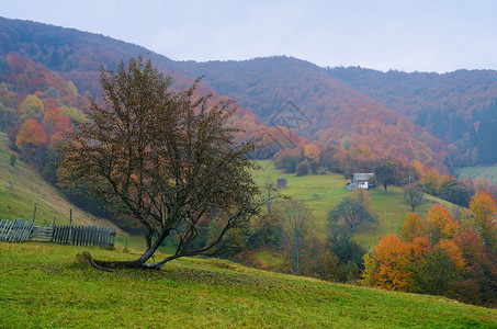 一个山村的秋天风景喀尔巴阡山脉图片