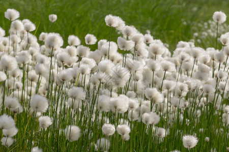 草中的棉草北方植物图片