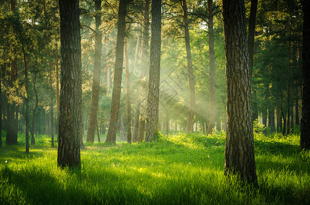 夏时的阳光绿色森林图片