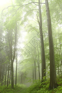 雾天雨天山毛榉林中的山间小径图片
