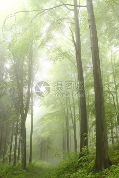 雾天雨天山毛榉林中的山间小径图片