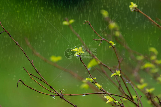 树枝上的嫩叶在雨季生长图片