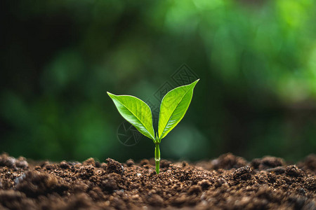 中背景的植物树关闭新图片