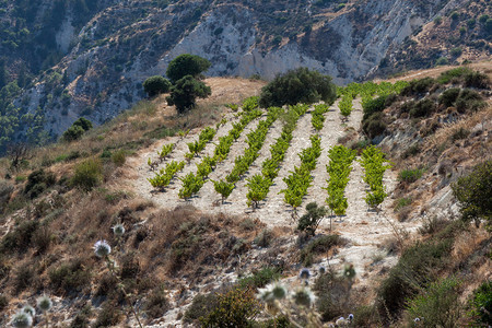 塞浦路斯的葡萄园图片