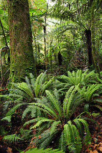 热带丛林森林图片