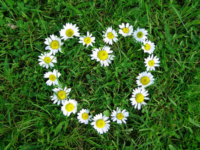 在绿草背景的花卉心脏形状图片