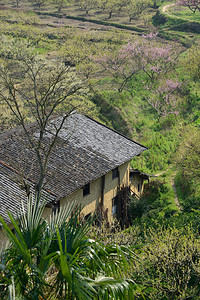 广东省川县地铁区PeachBlossom的图片